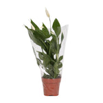 Spathiphyllum Alana - 45 cm - Ø12 cm | Lepelplant