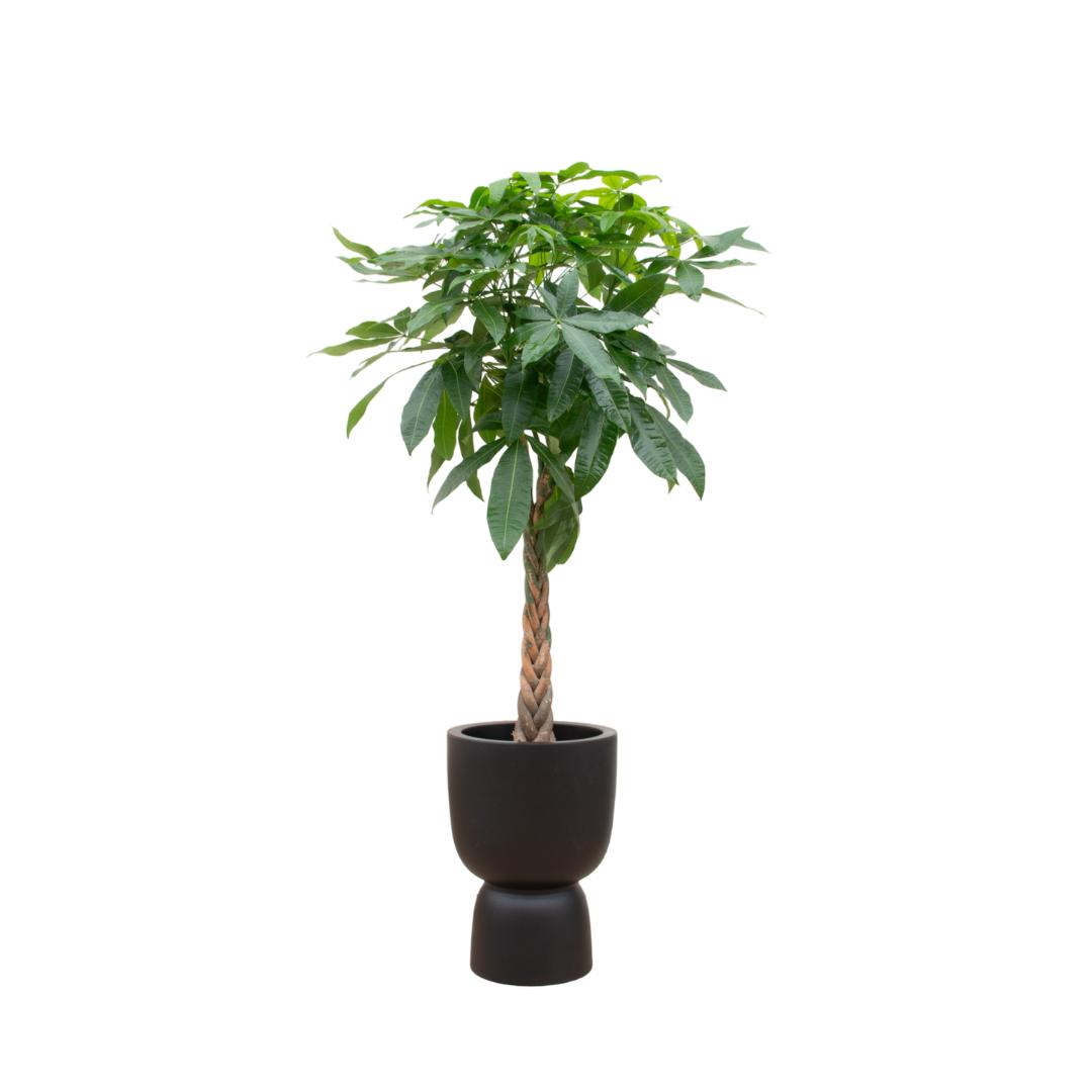 Combi Deal - Pachira Aquatica - 210 cm - in pot Elho Pure Coupe | Grote Kamerplant