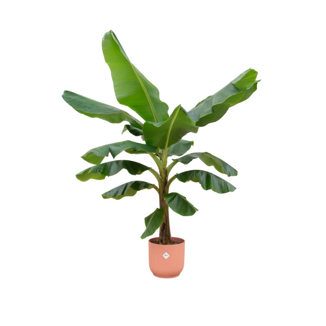 Combi deal - Bananenplant - 180 cm - Ø30 cm in Elho Vibes Fold Round | Musa