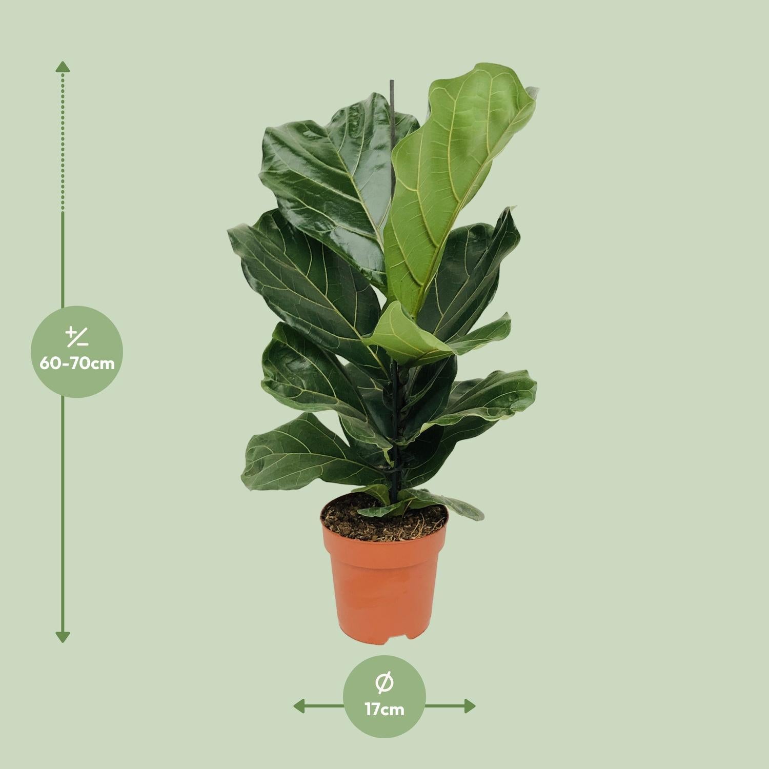 Ficus Lyrata - 75 cm - Ø17 cm | Ficus - Kamerplant