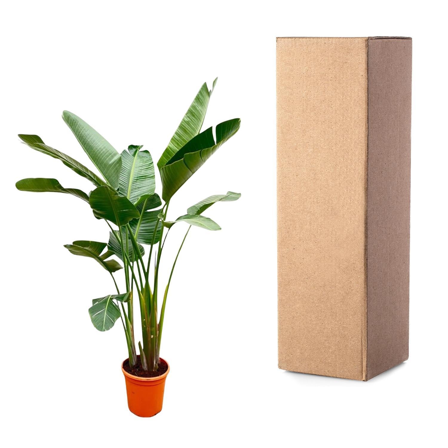 Strelitzia Augusta de Luxe XXL - 250 cm  - ⌀38 cm | Paradijsvogelbloem