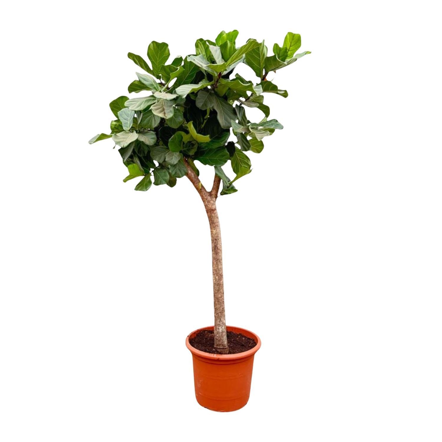 Ficus Lyrata boom - Vioolbladplant - 230 cm | Grote Kamerplant