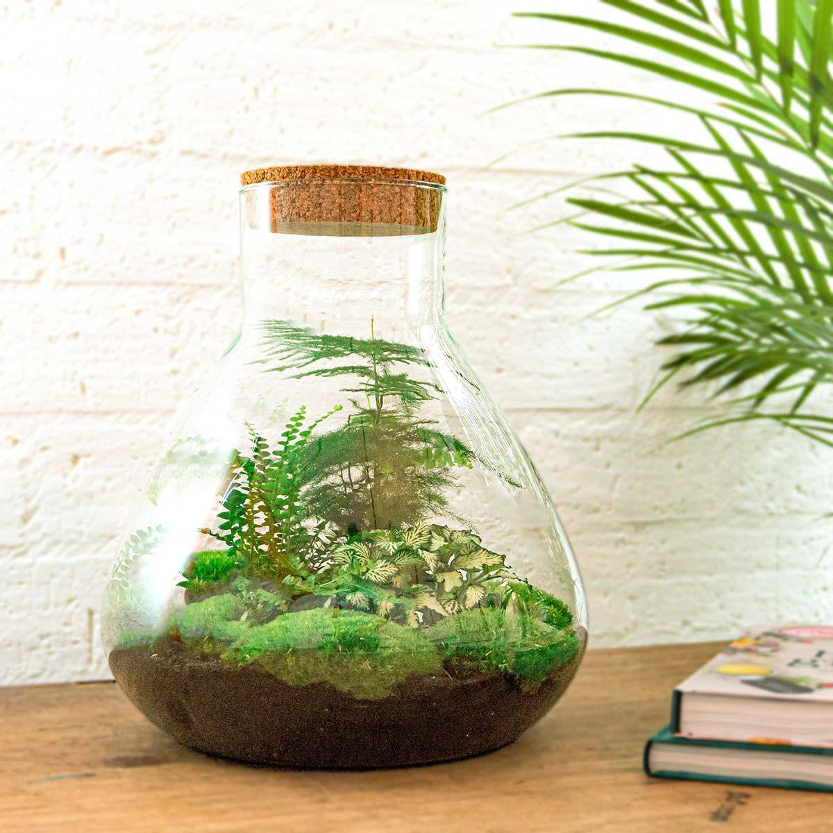 DIY Terrarium - Sam XL - Rake + Shovel | Zelfvoorzienend Ecosysteem