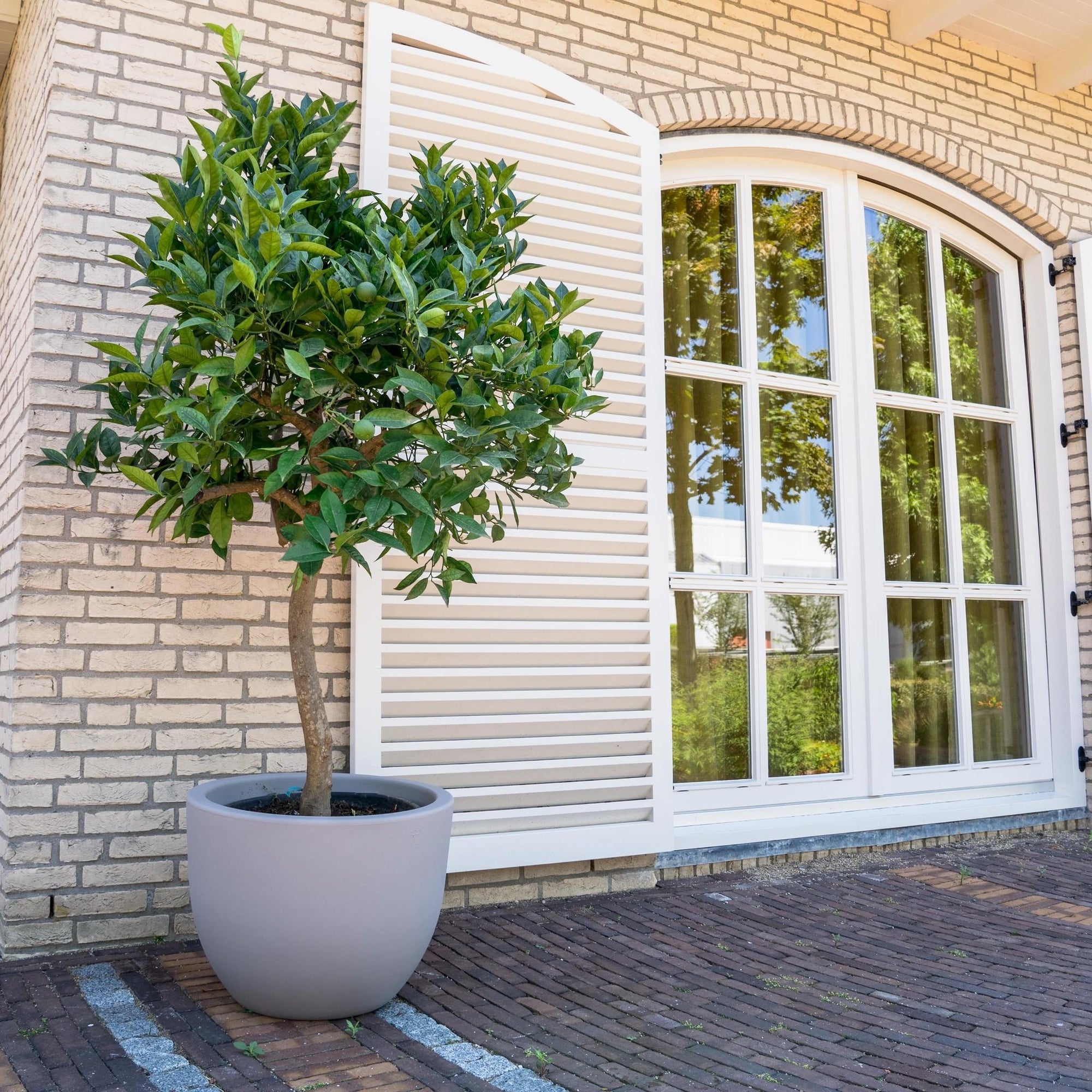 Sinaasappelboom (Citrus Sinensis) - 200 cm - ø40 cm - Boom voor in de tuin