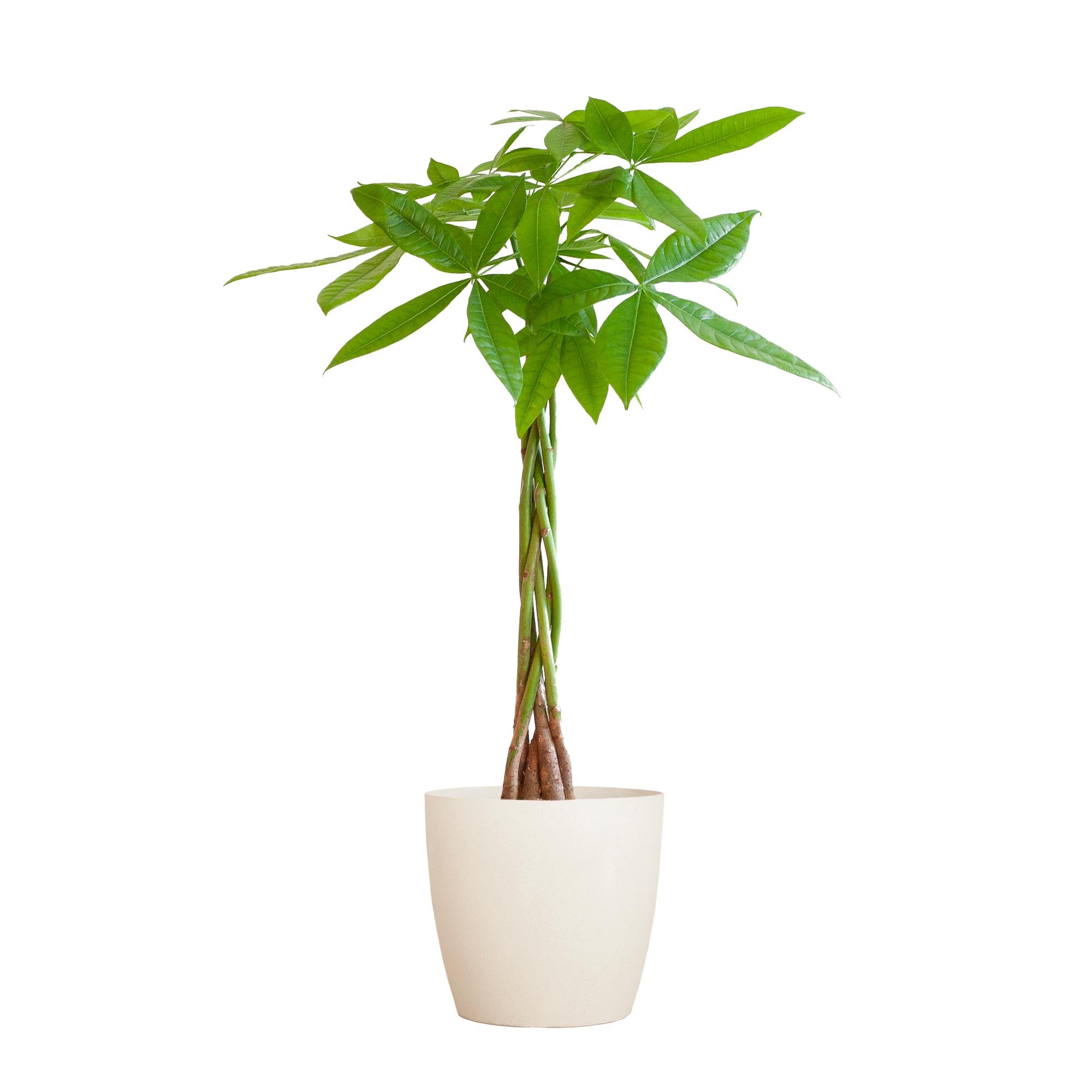 Pachira Aquatica - 80cm - Ø21 cm - in Viber pot | Kamerplant kopen