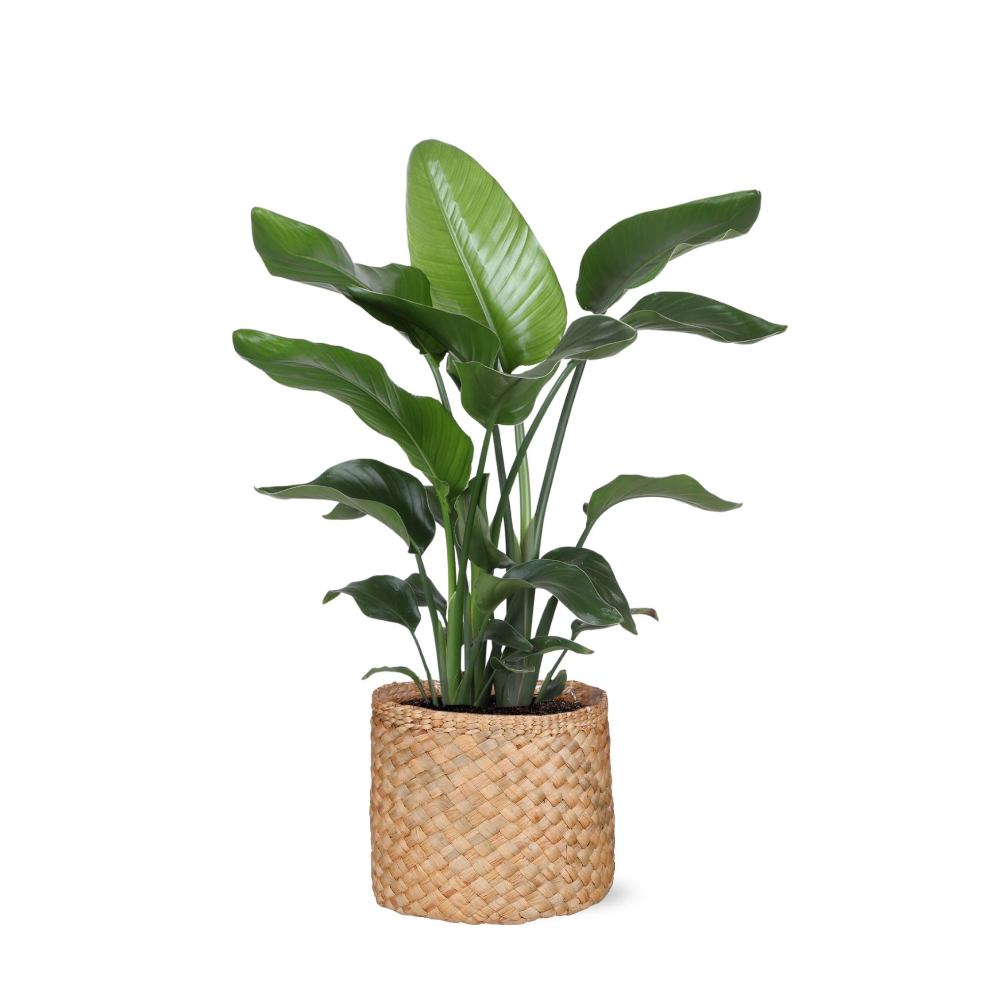 Strelitzia Nicolai - 80 cm - Ø21 cm - in Albury mand | Kamerplanten