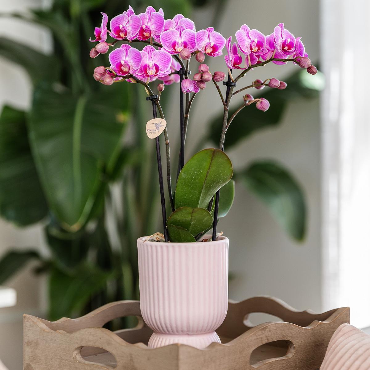 Orchidee | Roze paarse Phalaenopsis orchidee - El Salvador + Diabolo pink - potmaat Ø9cm