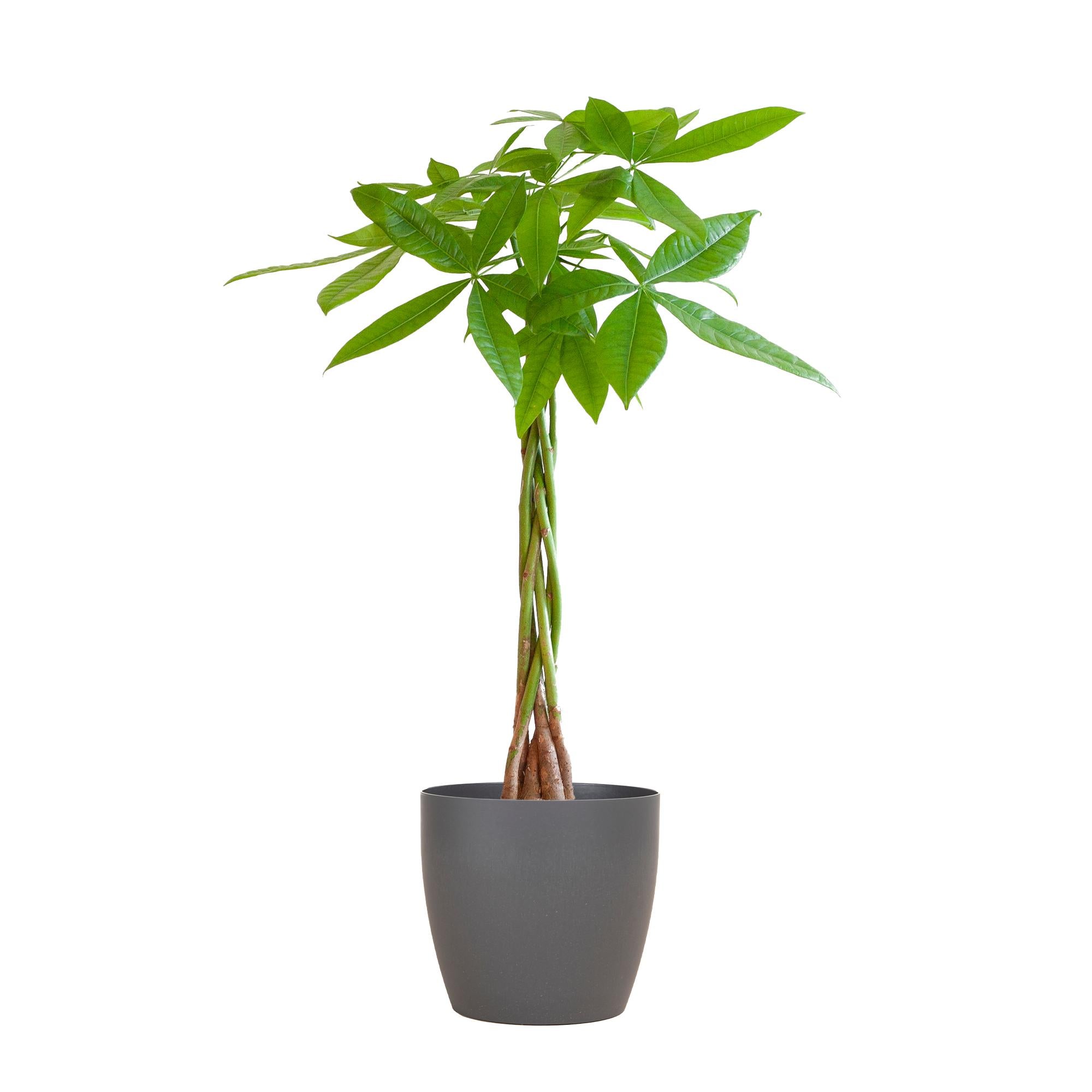 Pachira Aquatica - 80cm - Ø21 cm - in Viber pot | Kamerplant kopen