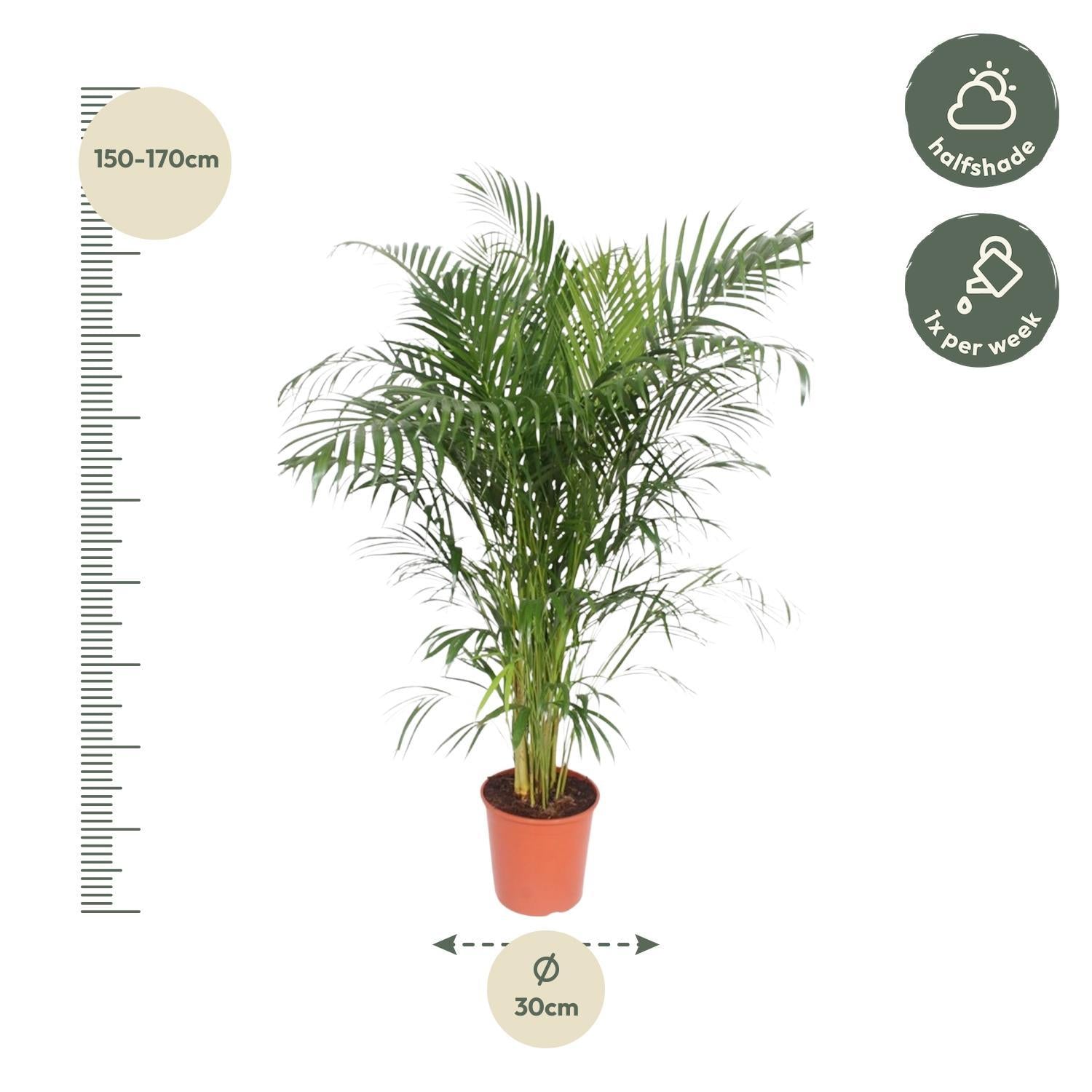 Areca Palm - (Dypsis Lutescens) - 150 cm - ø30 cm | Palm