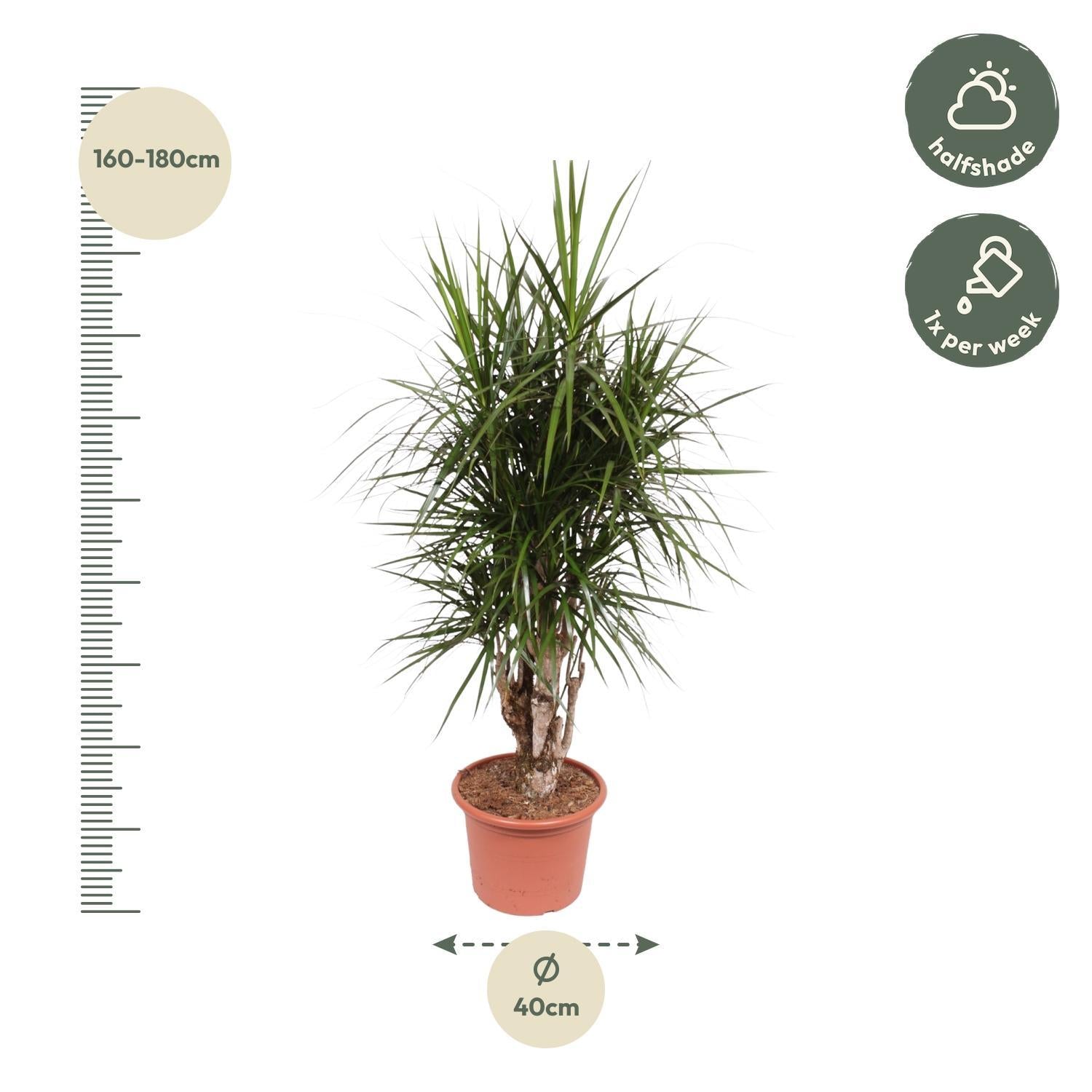 Dracaena Marginata Vertakt - 170 cm | Dracaena - Grote Kamerplanten