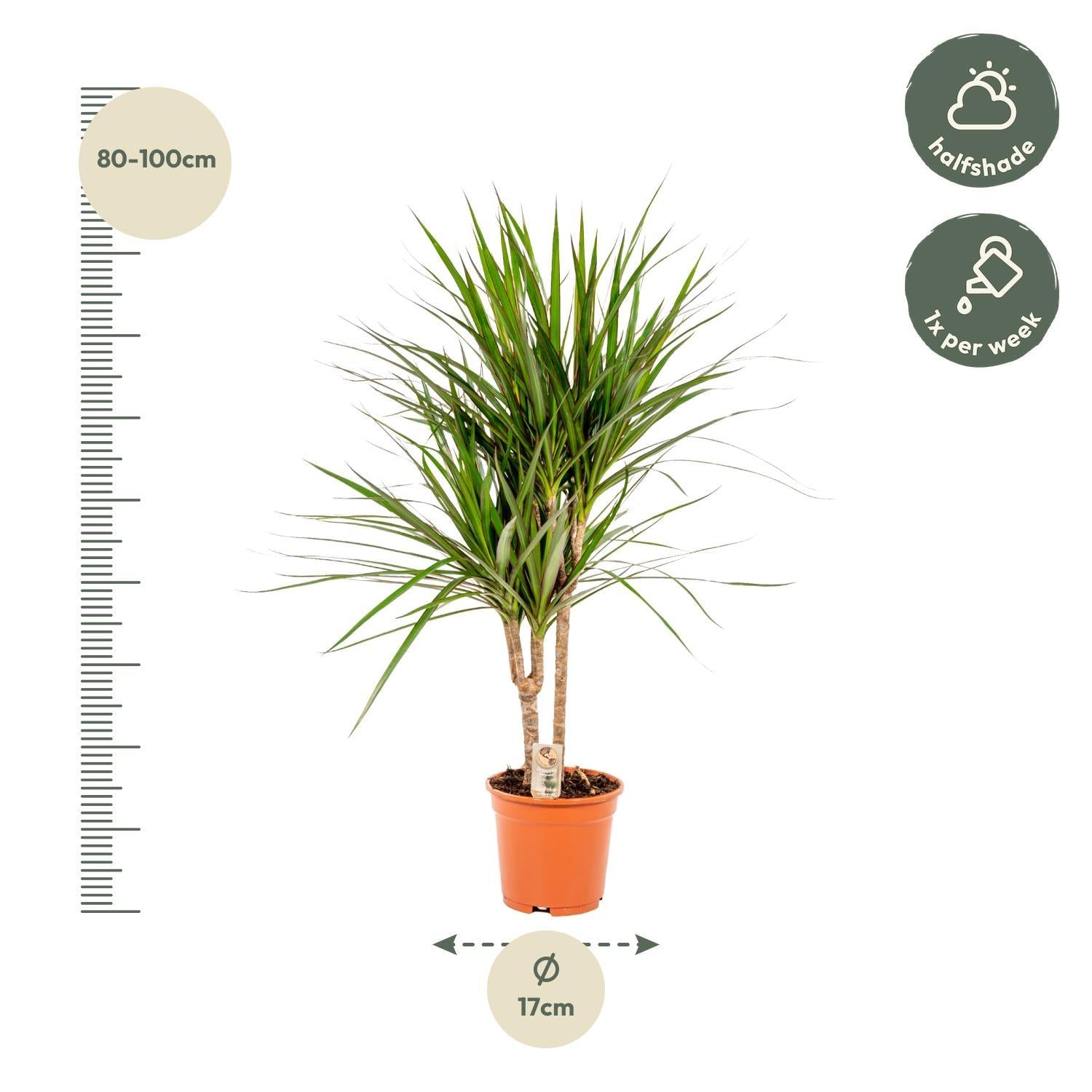 Dracaena Marginata - 90cm - Ø17cm | Dracaena