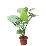 Alocasia Macrorrhiza - Olifantsoor - 200 en 250 cm  | Grote kamerplant