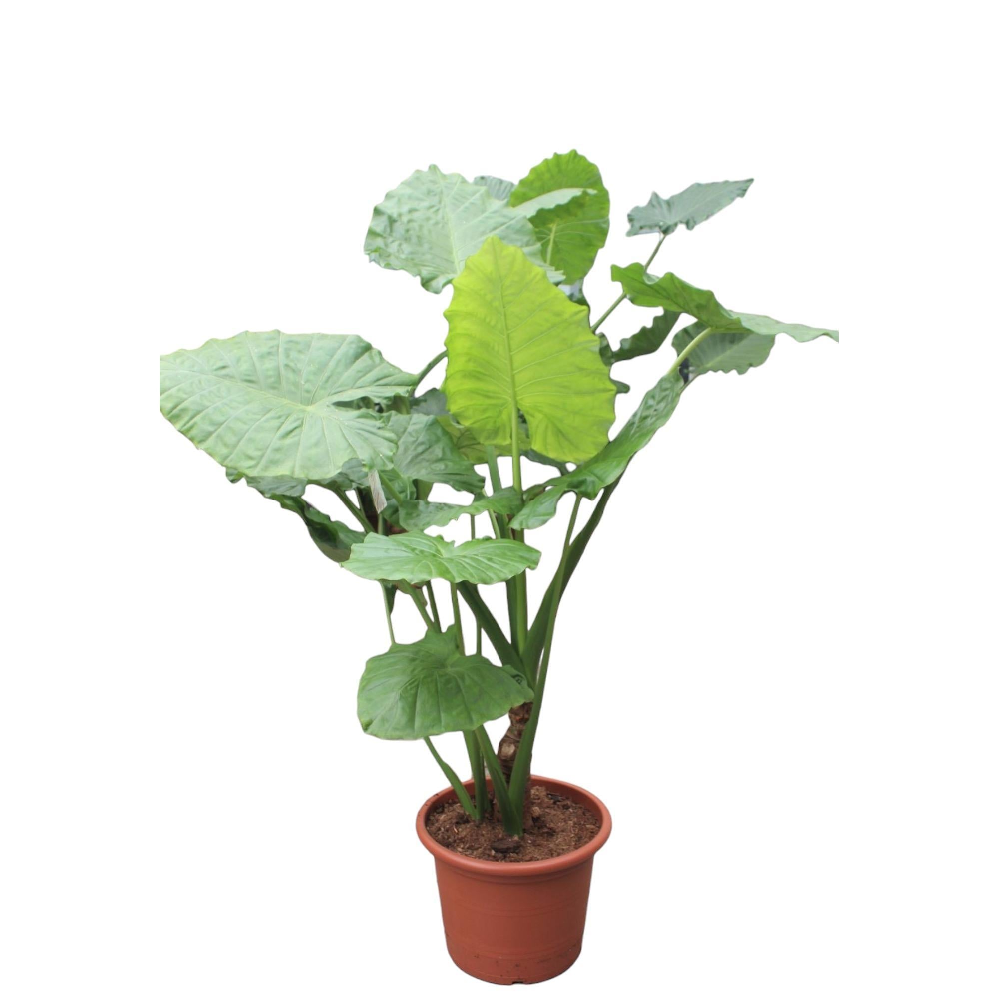 Alocasia Macrorrhiza - Olifantsoor - 200 en 250 cm  | Grote kamerplant