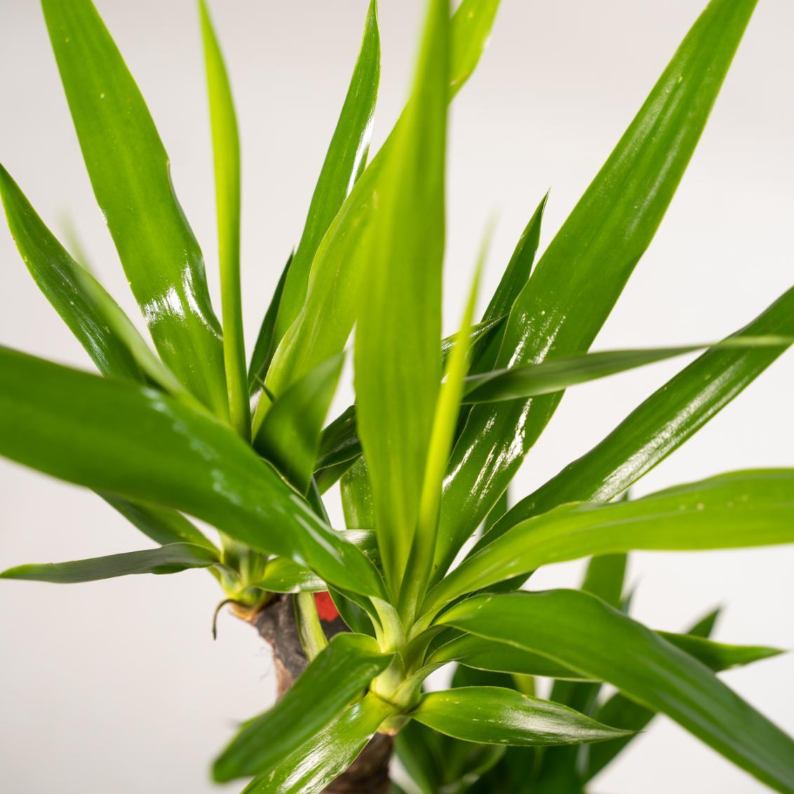 Yucca Elephantipes - 90cm - Ø17cm | Yucca