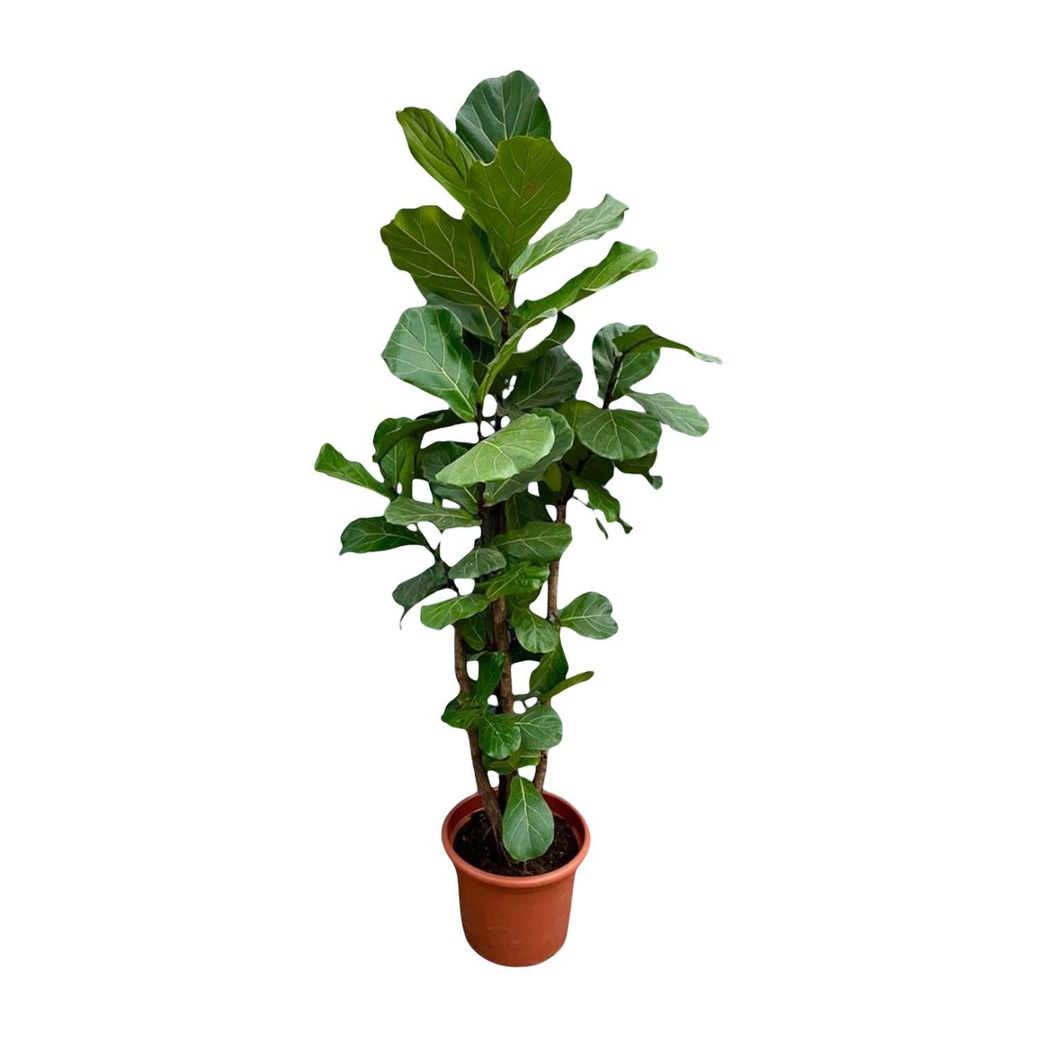 Ficus Lyrata vertakt - 230 cm - ø40 cm | Ficus - Grote kamerplant