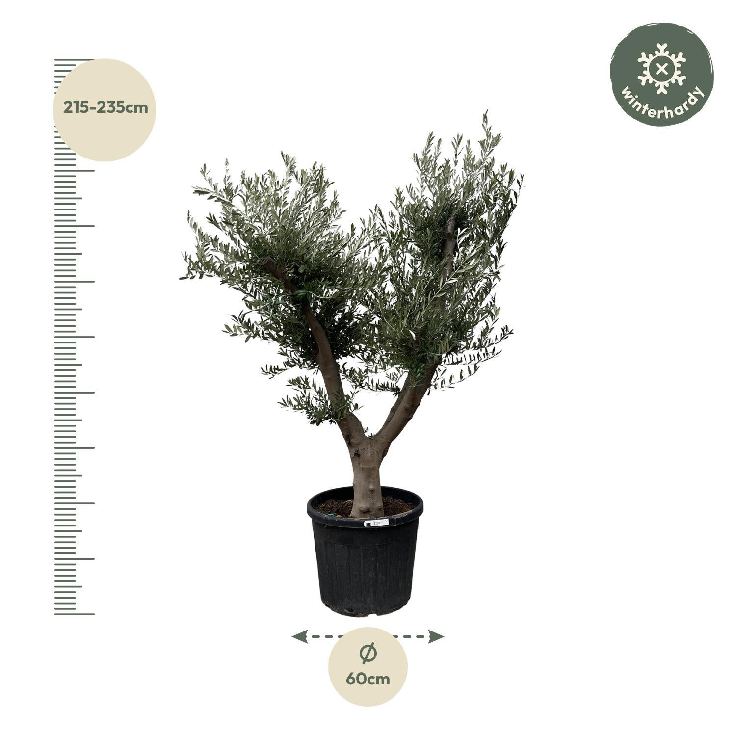 Olea Europaea Cultivo - 225cm - Ø60 - Elegante Mediterrane Eyecatcher