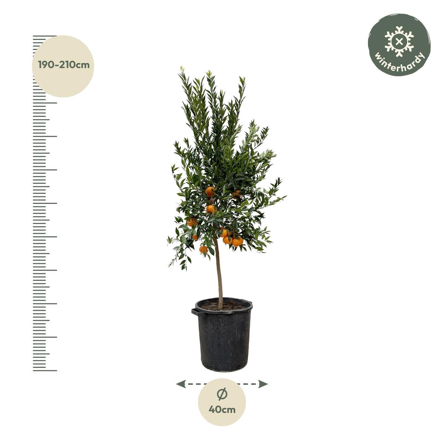 Citrus Mandarino – 200 cm - ø40 cm - Mandarijnboom kopen