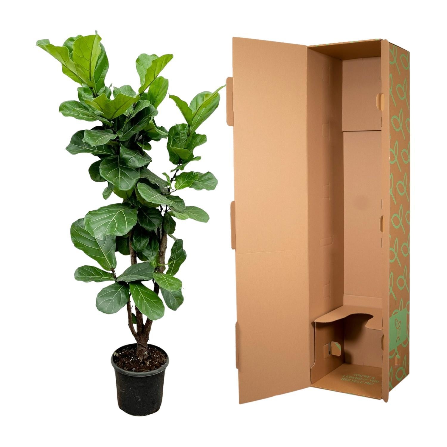 Ficus Lyrata vertakt - 180 cm - ⌀30 cm | Ficus - Grote Kamerplanten