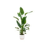 Strelitzia Nicolai - 160 cm - Ø30 cm - in Elho Vibes Fold Round wit | Kamerplant