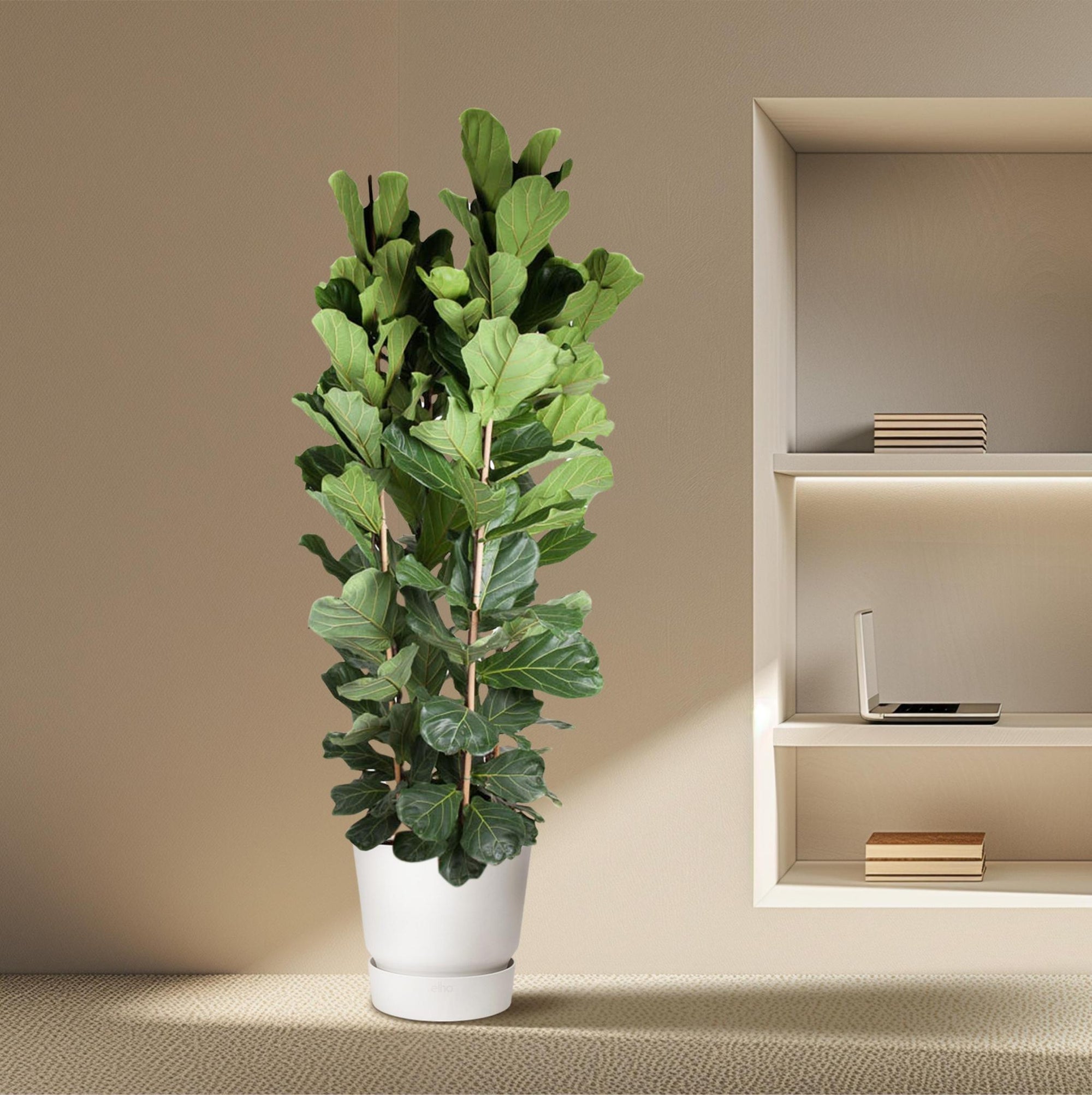 Ficus Lyrata struik - 250 cm - ø48 cm | Ficus - Grote Kamerplant