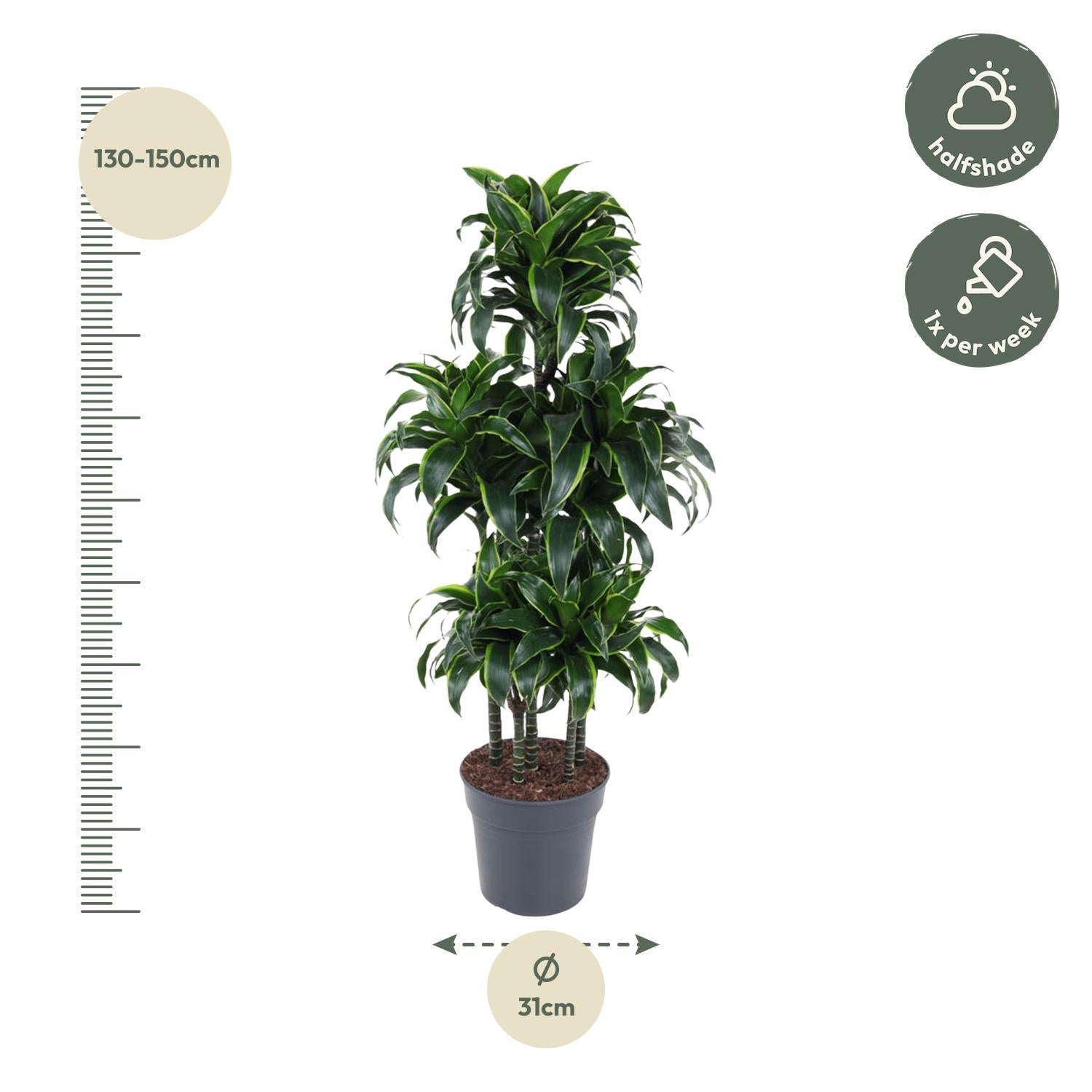 Dracaena Dorado Carrousel - 140 cm - ø31 cm | Dracaena - Kamerplant