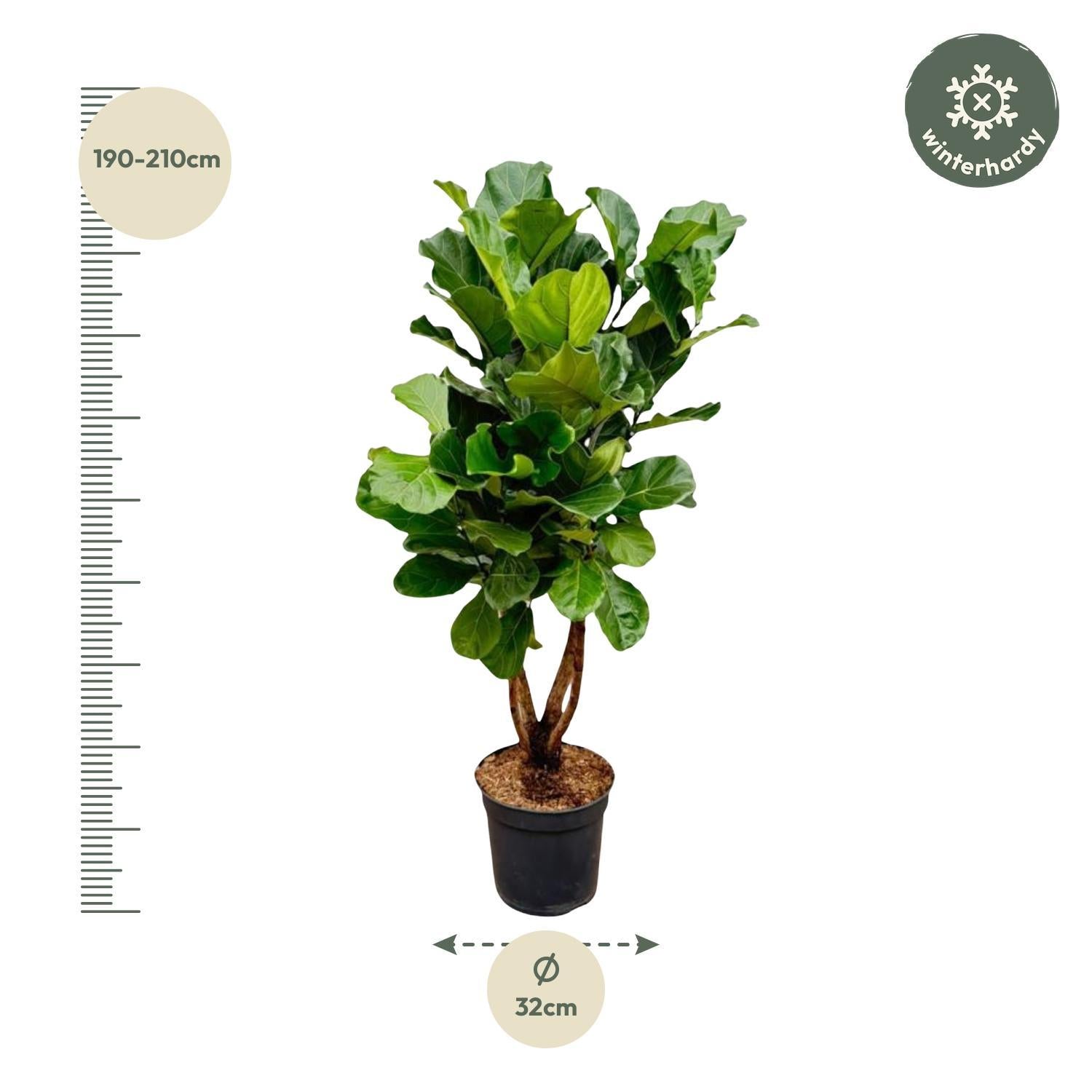 Ficus Lyrata vertakt XL - 200 cm - ø32 cm | Grote Kamerplanten