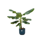 Combi deal - Bananenplant - 100 cm - Ø22 cm in Elho Vibes Fold Round | Musa