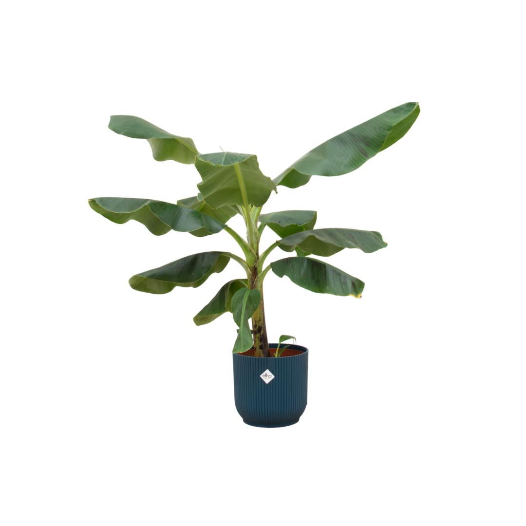 Combi deal - Bananenplant - 100 cm - Ø22 cm in Elho Vibes Fold Round | Musa