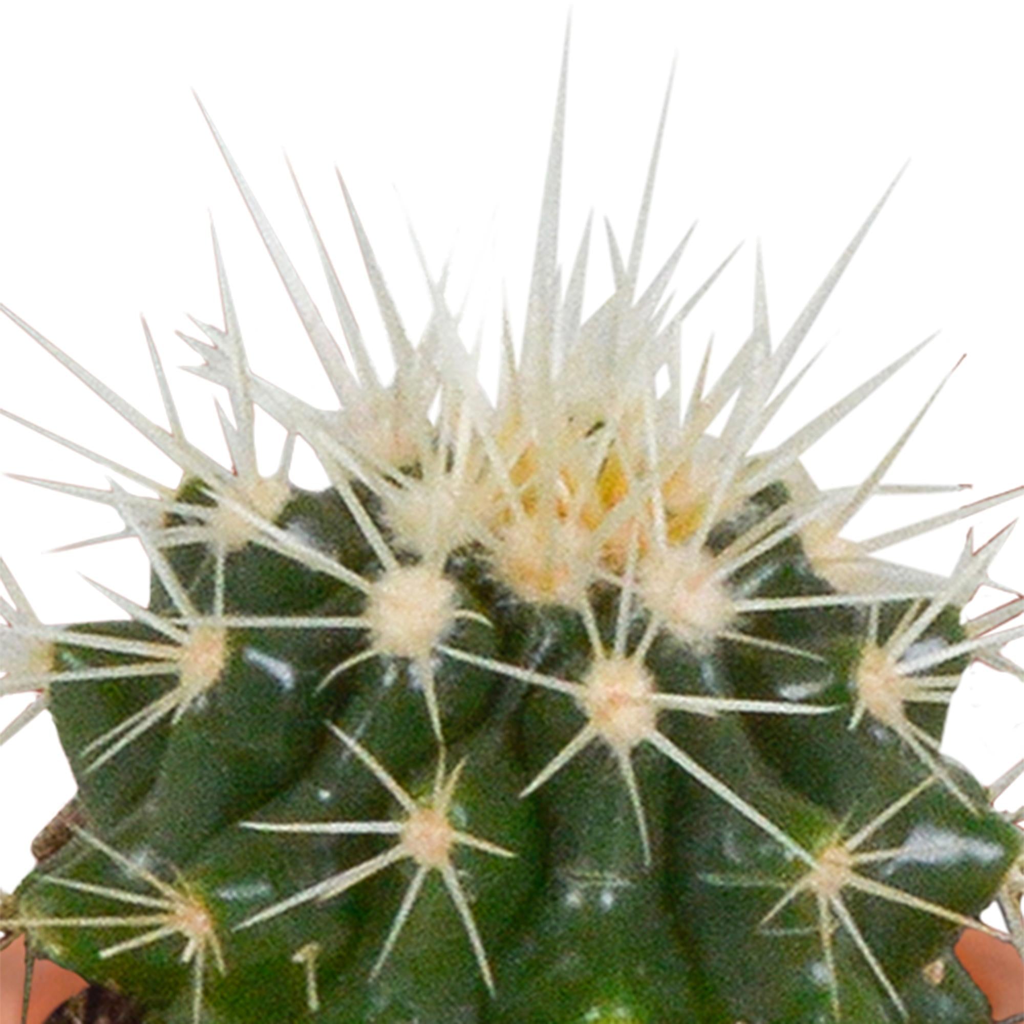 Cactus en Vetplanten Mix 5.5 cm | 15 Stuks (zonder pot)