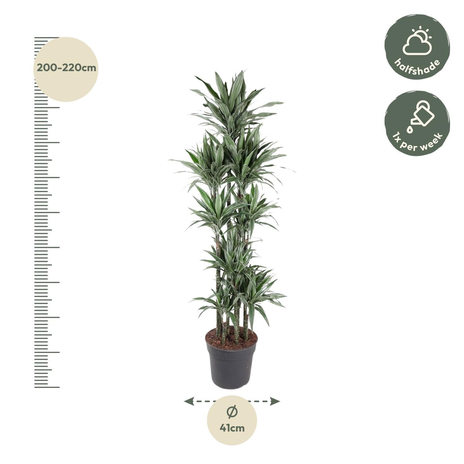 Dracaena Warneckei Carrousel - 210 cm - ø41 - Elegante kamerplant