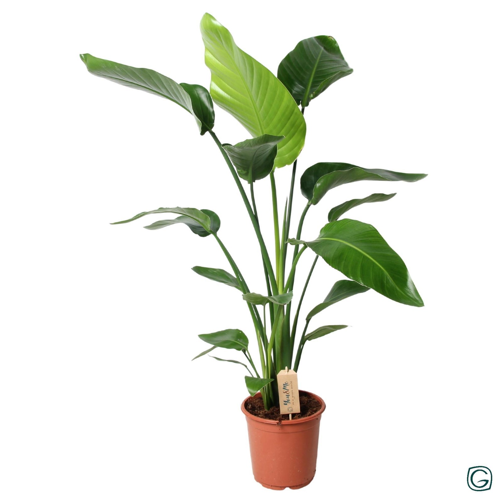 Strelitzia Nicolai - 100 cm - Ø21 cm  | Kamerplanten