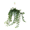 Hedera Wonder Green - 70cm - Ø17cm | Hedera