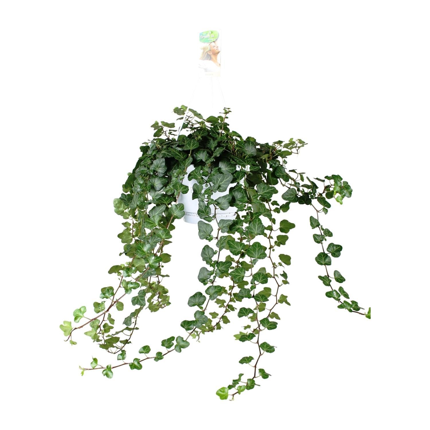 Hedera Wonder Green - 70cm - Ø17cm | Hedera