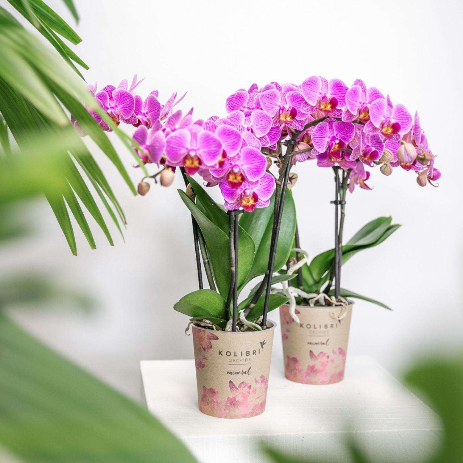 Orchidee | Paars roze Phalaenopsis orchidee - Mineral Vienna - potmaat Ø9cm