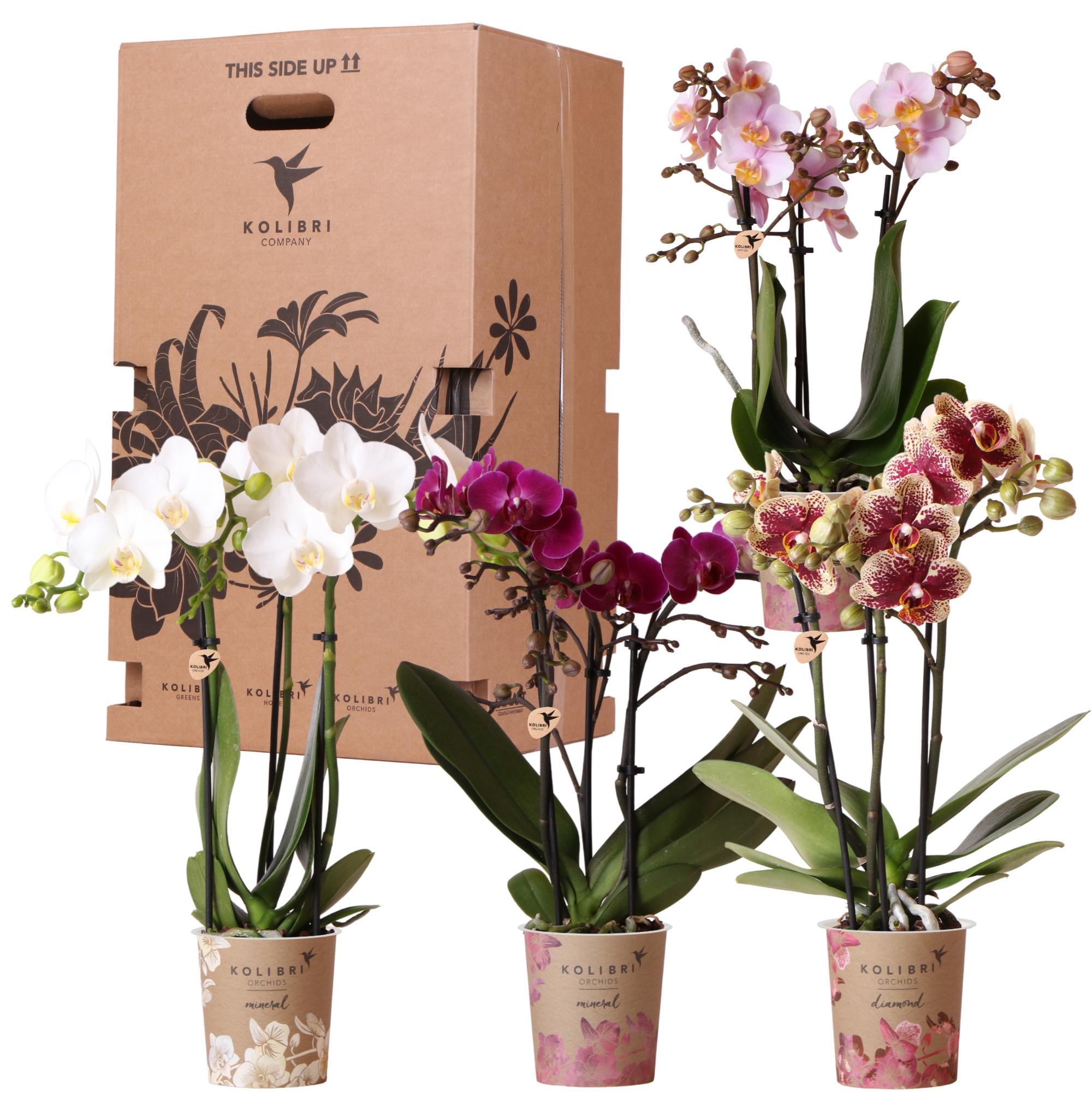 Orchidee | planten voordeel box - verrassingsbox met 4 verschillende orchideeën