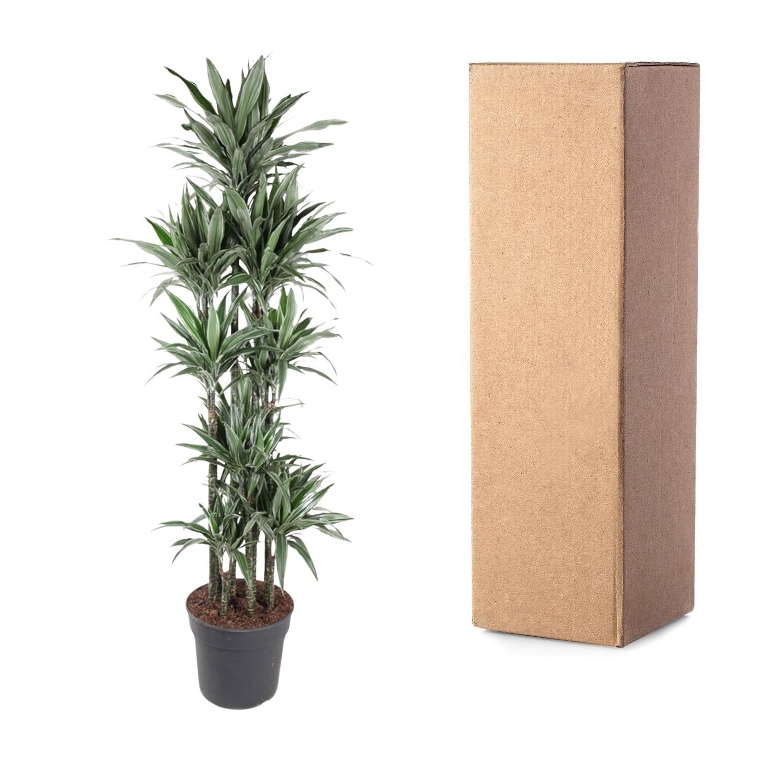 Dracaena Warneckei Carrousel - 210 cm - ø41 - Elegante kamerplant