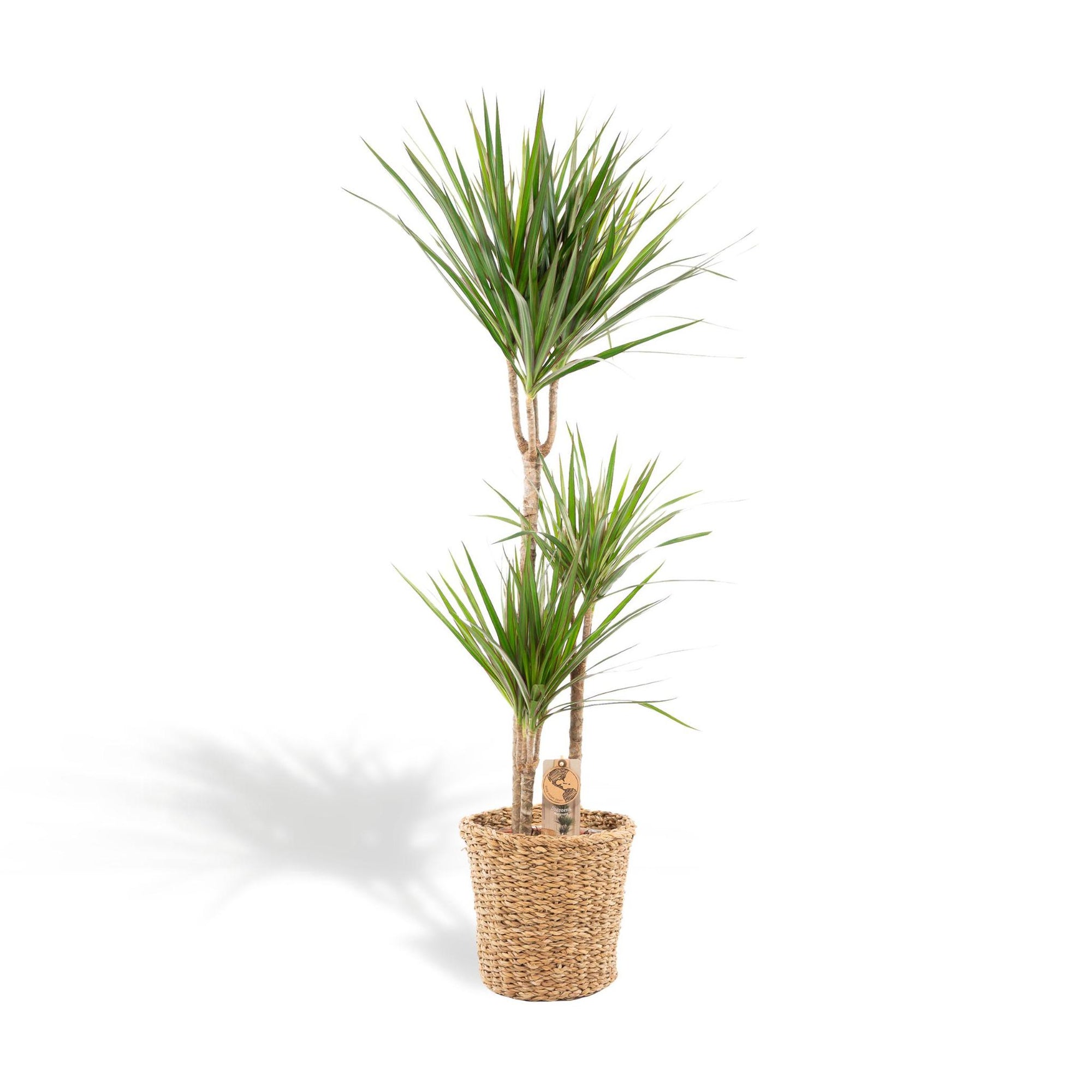 Dracaena Marginata met mand of pot - 120cm - Ø21cm | Dracaena