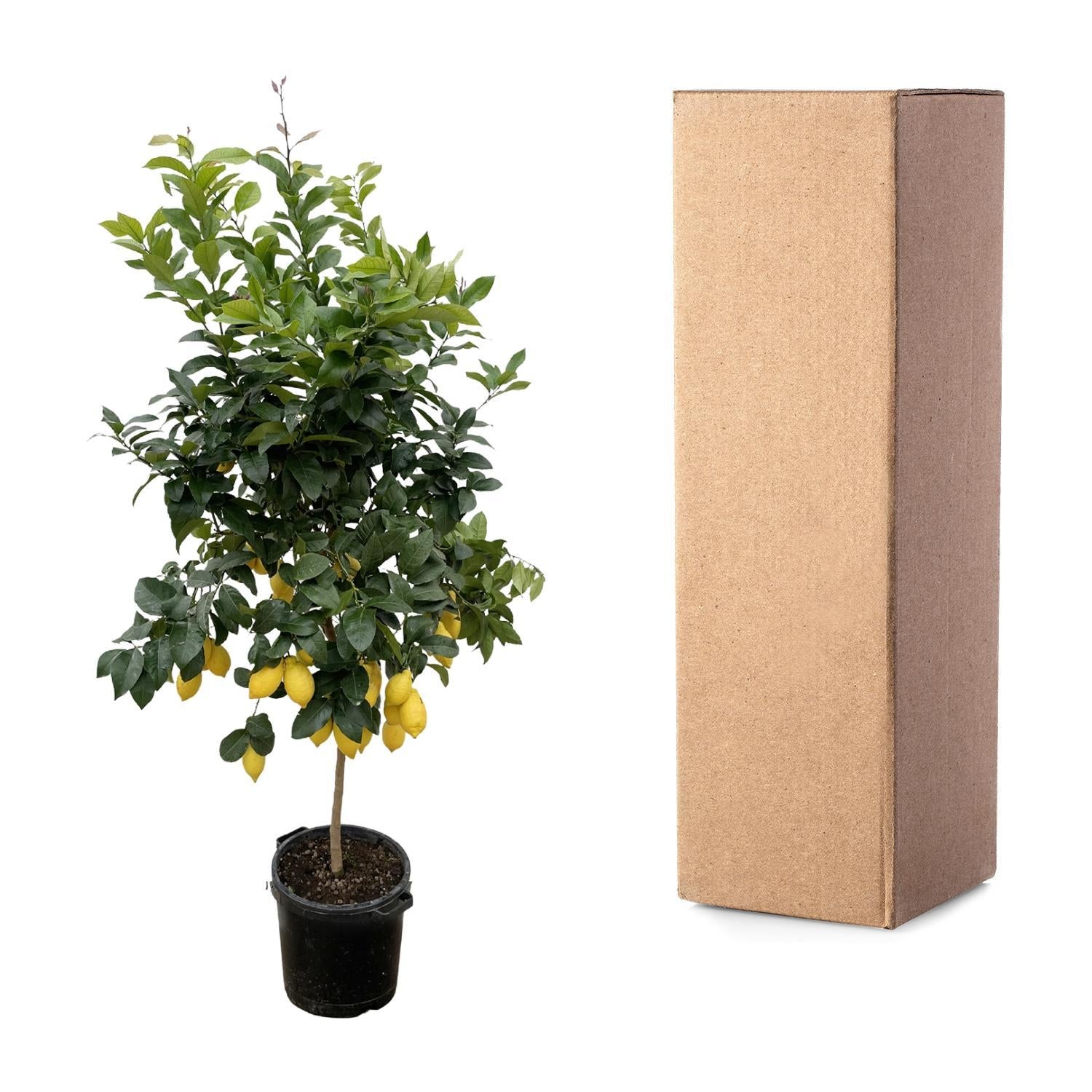 Citroenboom Citrus Lemon - 200cm - Mediterrane sfeer voor in je tuin