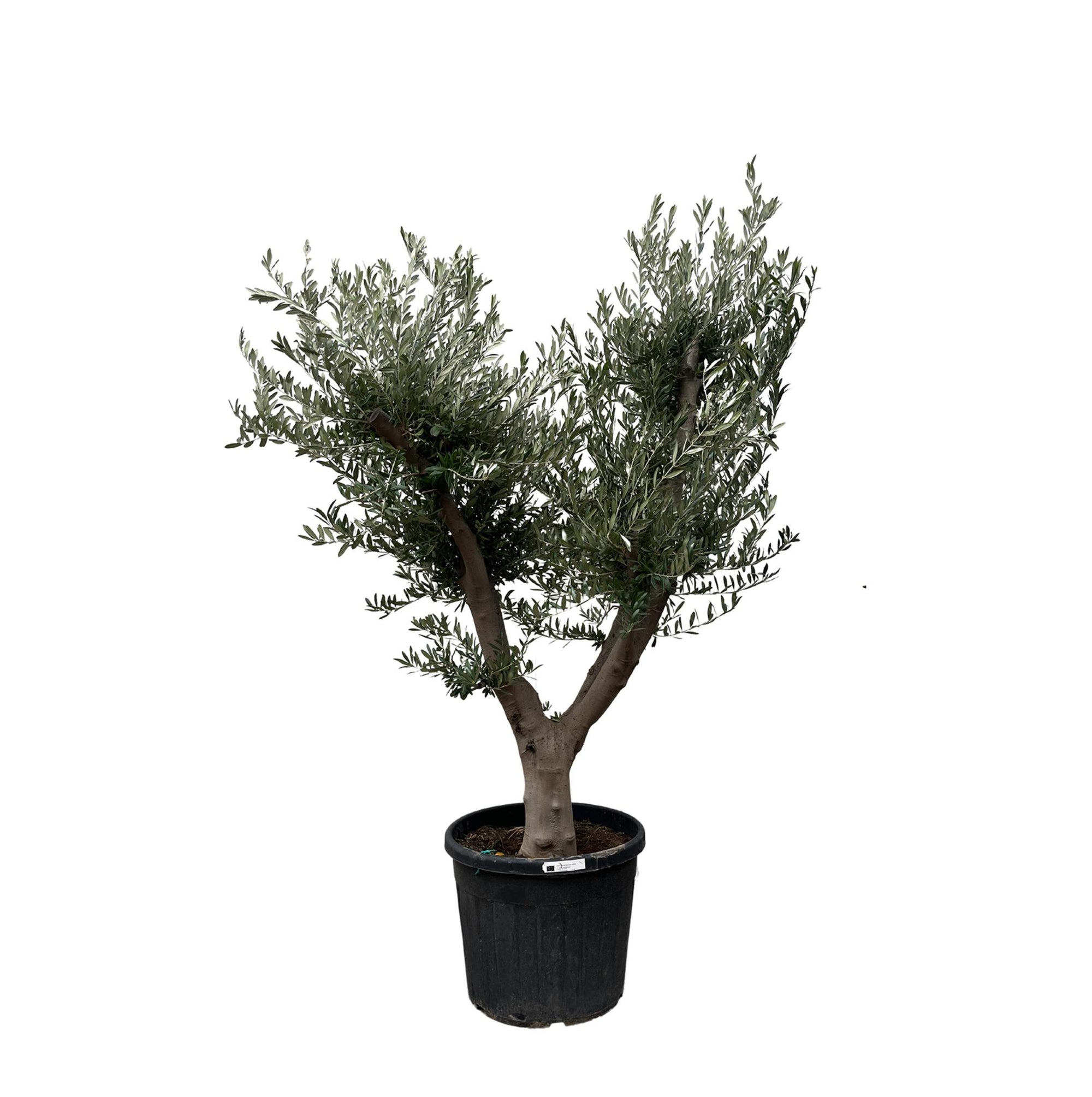 Olea Europaea Cultivo - 225cm - Ø60 - Elegante Mediterrane Eyecatcher