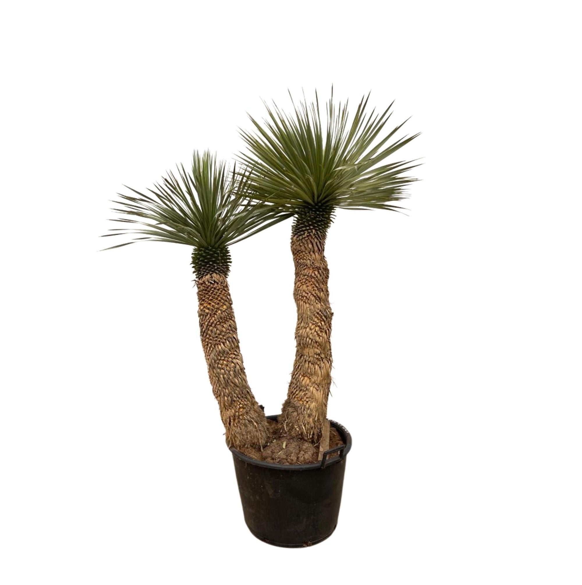 Yucca Rostrata Hidra - 200 cm - ø60 met 2 Stammen vanaf de teeltpot