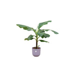 Combi deal - Bananenplant - 100 cm - Ø23 cm in Elho Jazz Round pot | Musa