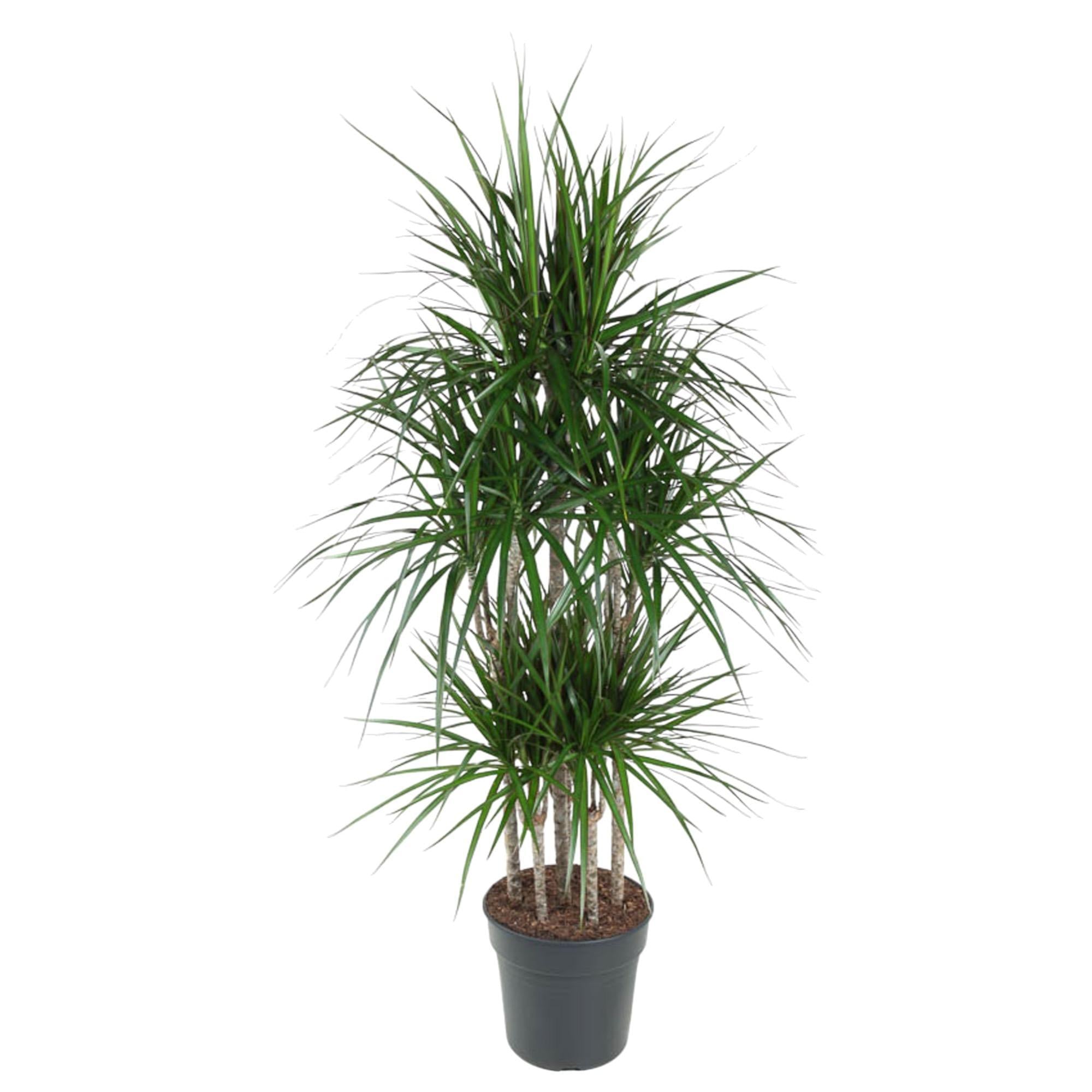 Dracaena Marginata Carrousel - 160 cm - ø31 cm | Dracaena - Drakenbloedboom