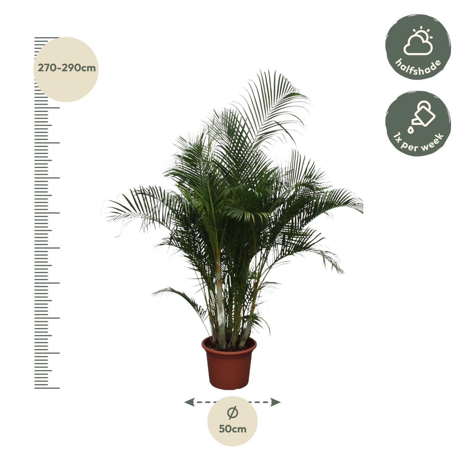 Dypsis Lutescens (Areca Palm) - 280 cm | Grote Kamerplant - Goudpalm