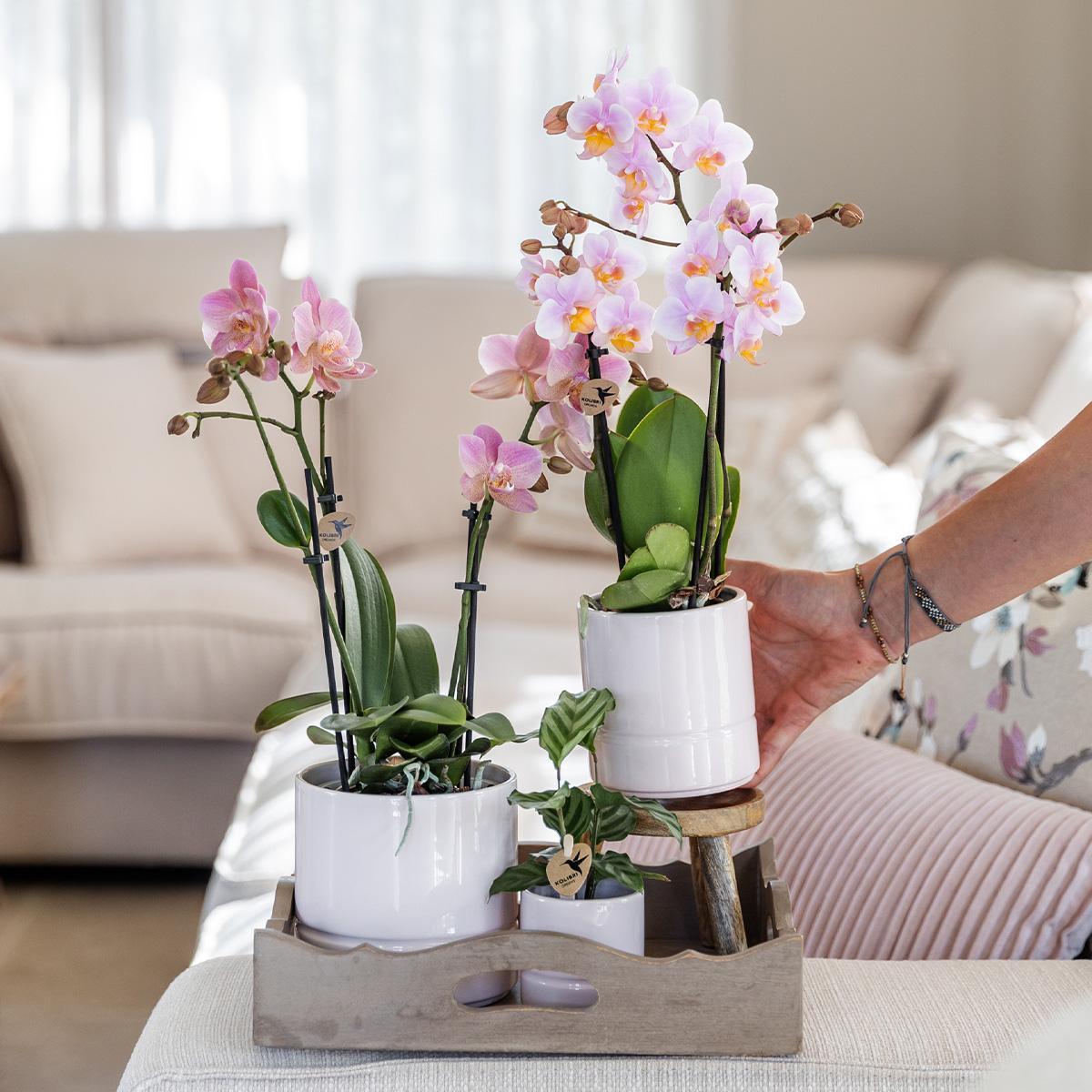 Orchidee | Roze phalaenopsis orchidee - Andorra + Pastel pot white - potmaat Ø9cm