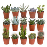 Cactus en Vetplanten Mix 5.5 cm | 15 Stuks (zonder pot)