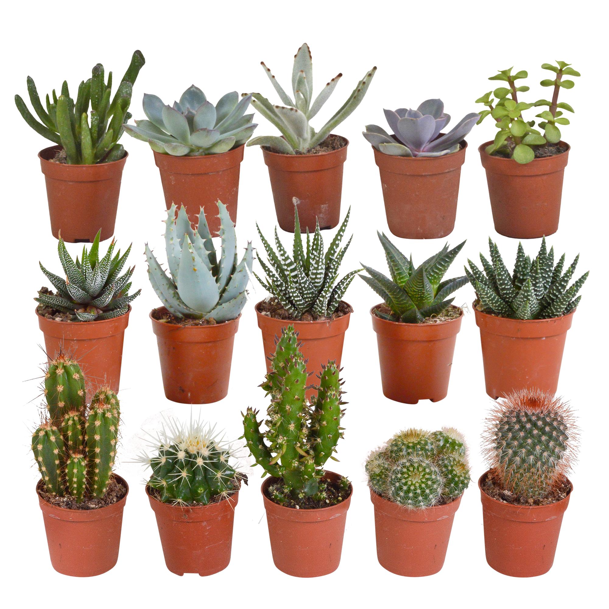 Cactus en Vetplanten Mix 5.5 cm | 15 Stuks (zonder pot)