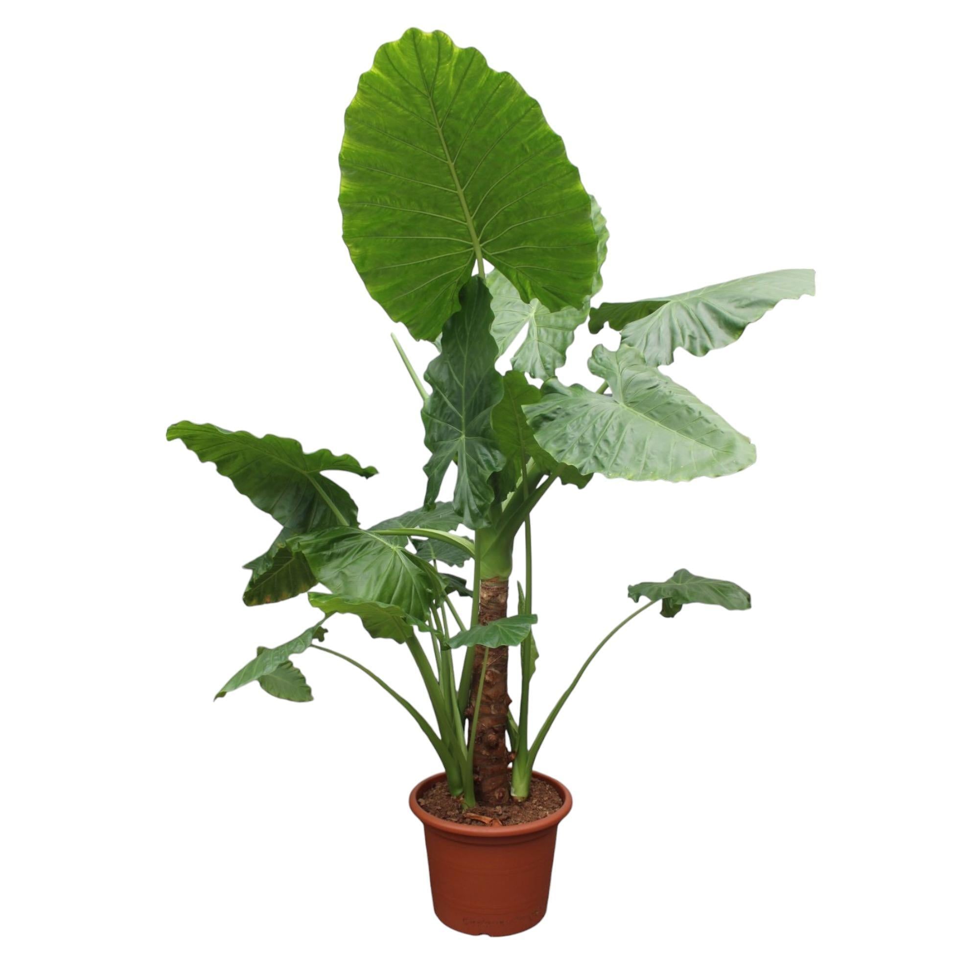 Alocasia Macrorrhiza - Olifantsoor - 200 en 250 cm  | Grote kamerplant