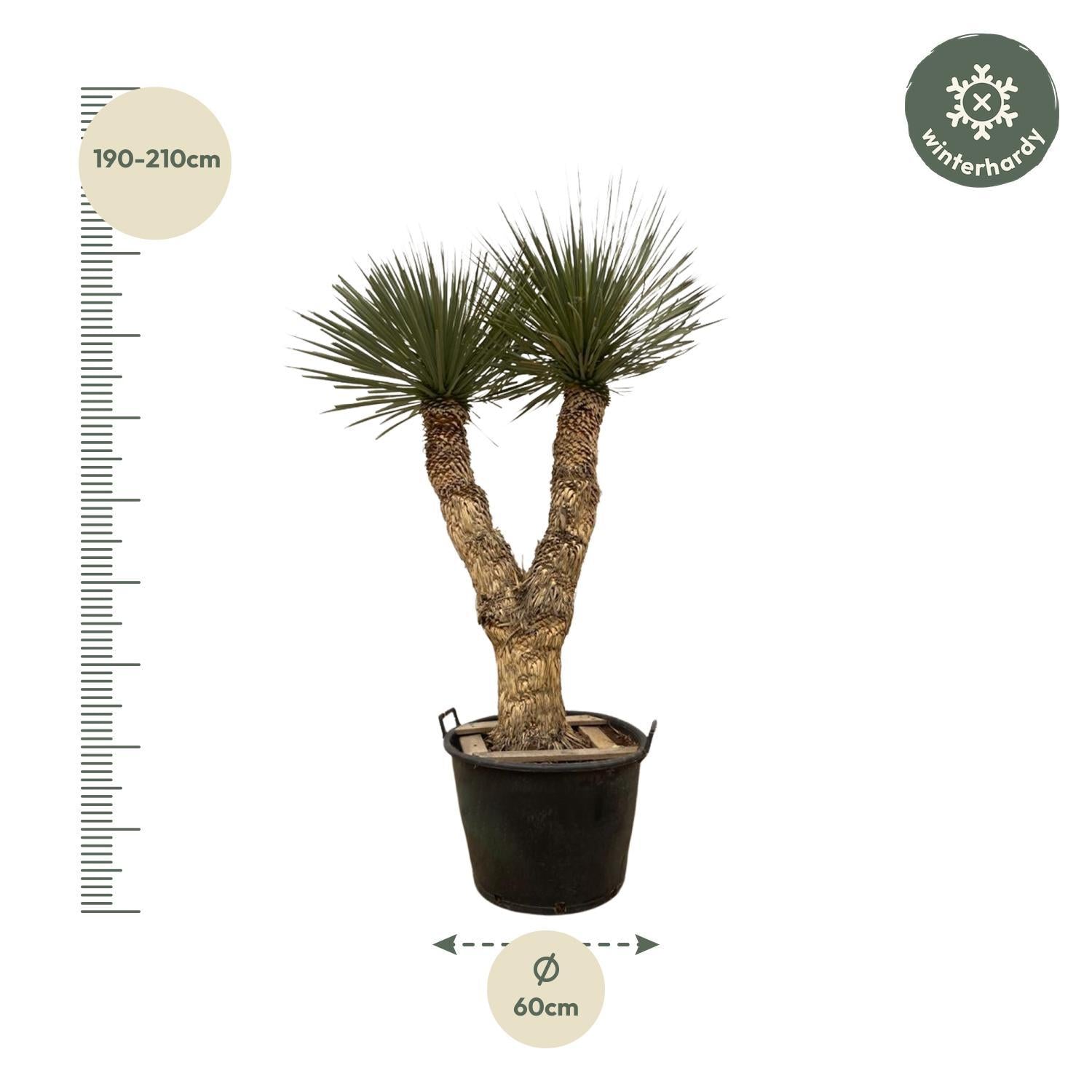 Yucca Rostrata Hidra - 200 cm - ø60 met 2 Stammen boven de teeltpot