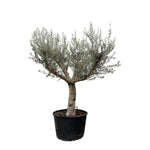 Olea Europaea Cultivo - 250cm - Ø80 - Majestueuze Mediterrane Boom