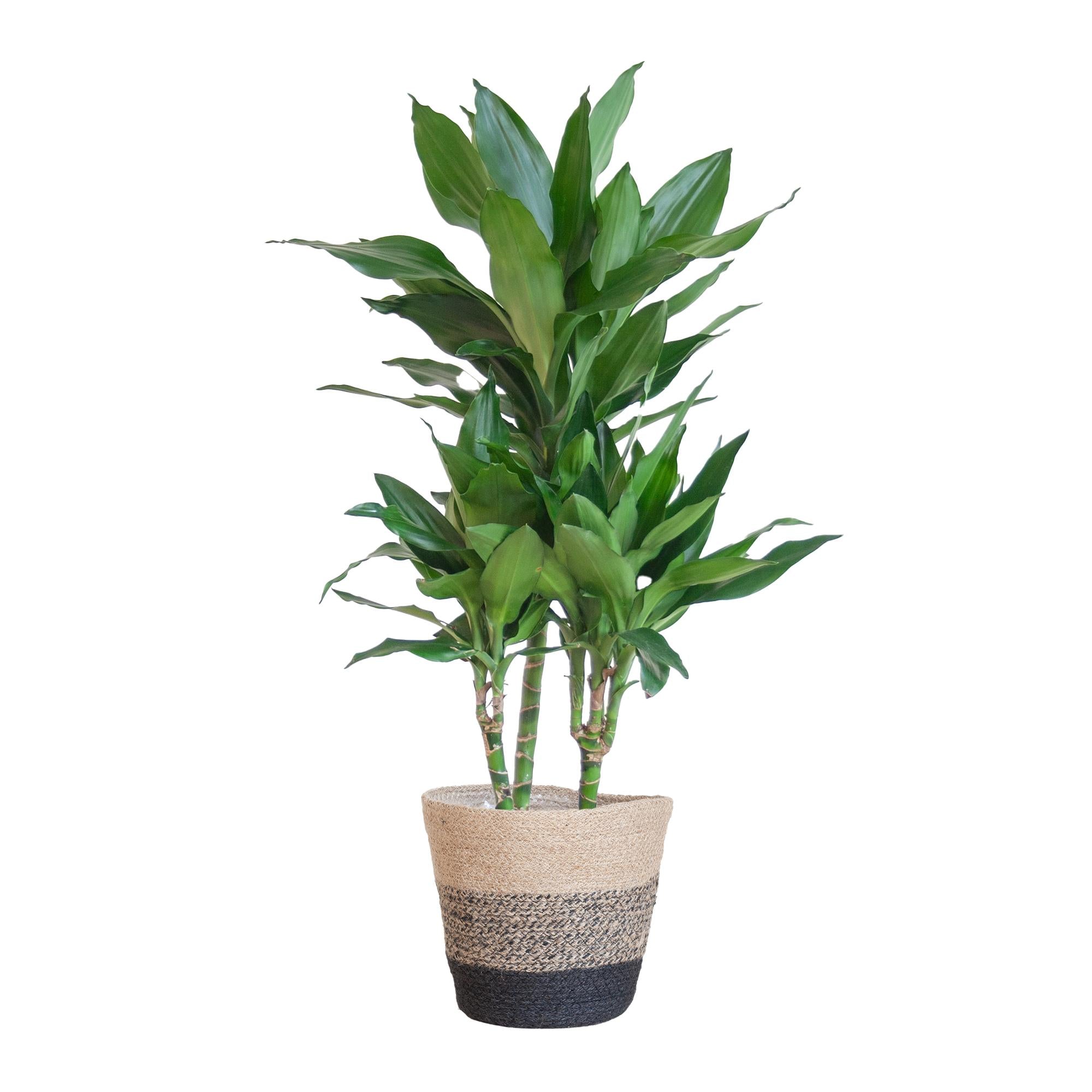 Dracaena Janet Lindt met mand Lissabon - 95cm - Ø21 cm | Dracaena